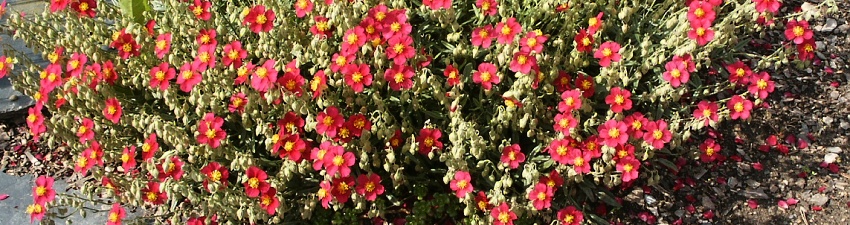 Helianthemum  banner